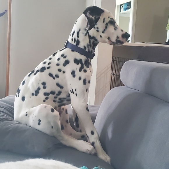 Meet Max! - Picture 6 of 14